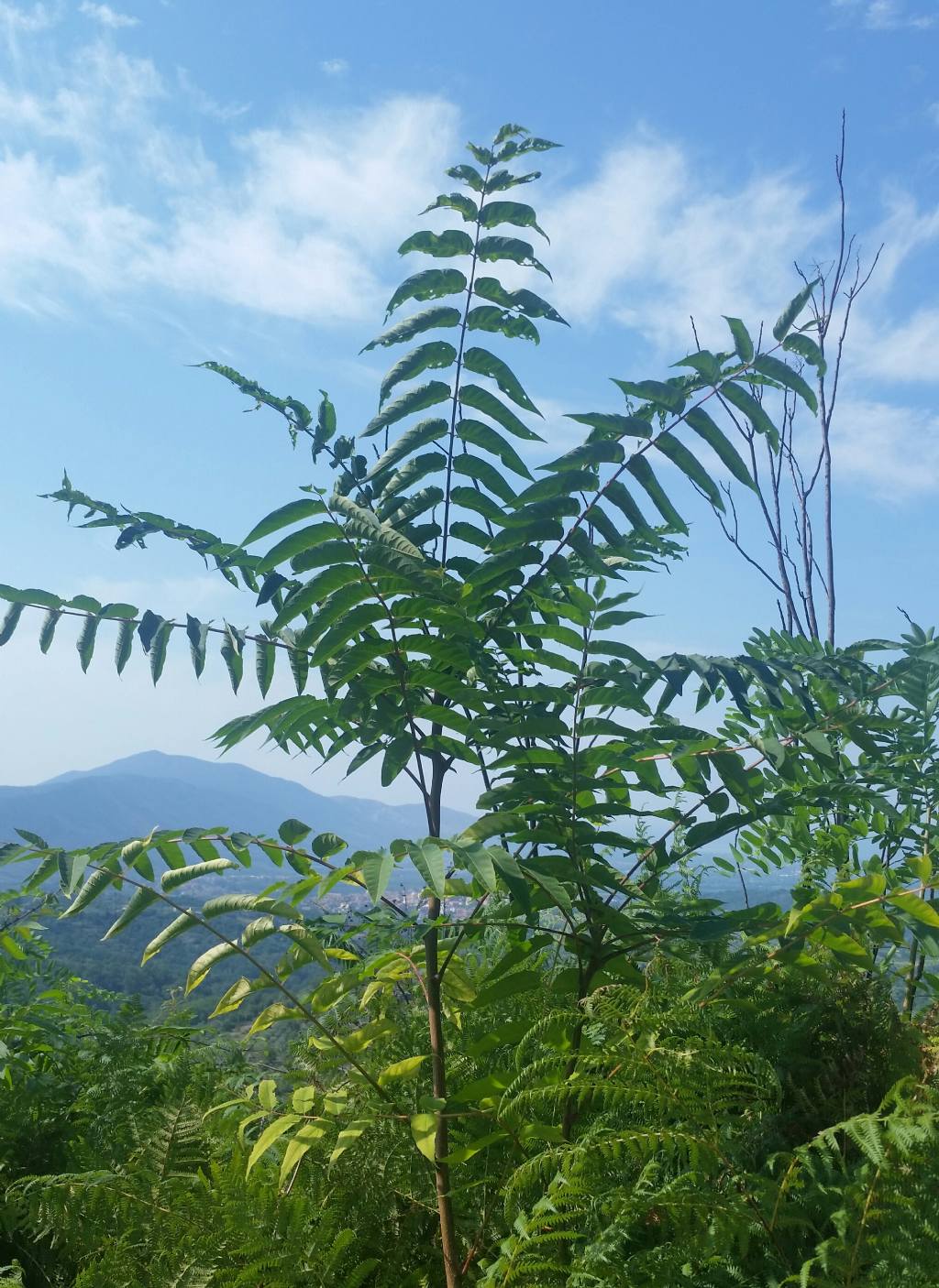 Ailanthus altissima